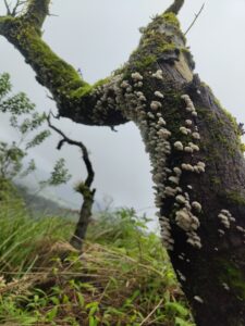 tavoor.beyondthelimts1